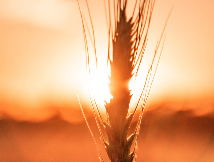 <h2>goodness that's kind to you and <em>the planet</em></h2><p>At TruGoodness, every bite is crafted with ingredients that care for both your health and the environment.</p><p>By choosing TruGoodness, you're not just snacking smart - you're making a choice that supports sustainable farming, reduces impact on the planet, and fuels a better future.</p>